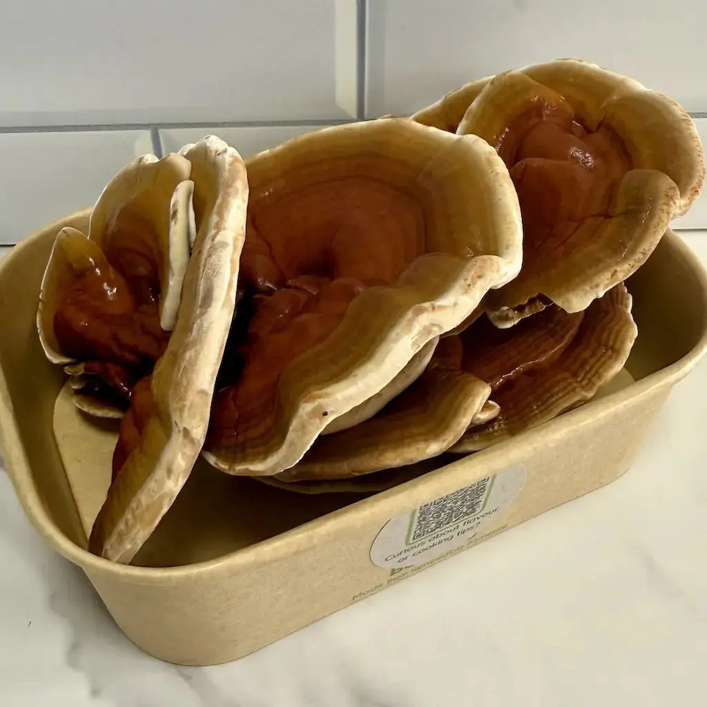 Organic Fresh Reishi Mushrooms Kai Kai Farm