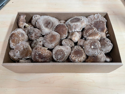 Large box of fresh Shiitake mushrooms