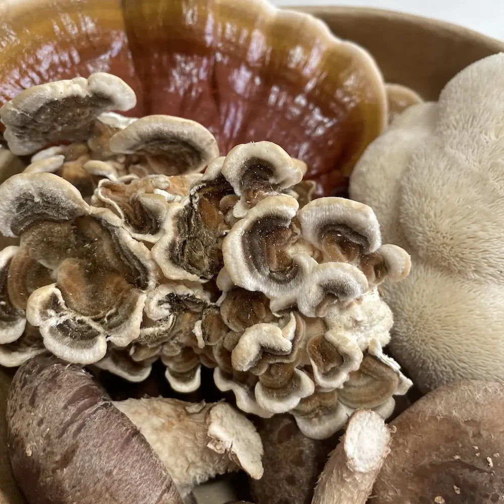 Functional Mushroom Medley Kai Kai Farm