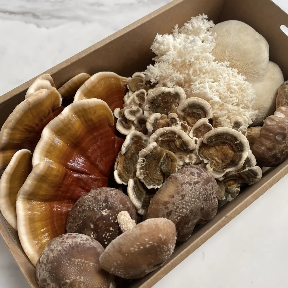 Functional Mushroom Medley Kai Kai Farm