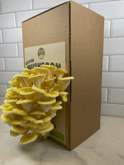 Gold Oyster Mushroom Grow Kit