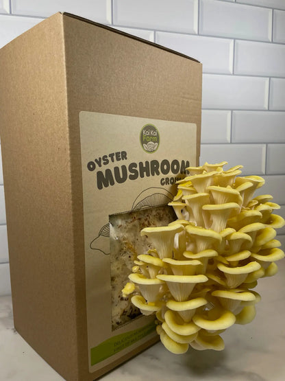 Gold Oyster Mushroom Kit