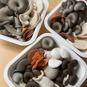 Gourmet Mushroom Medley Boxes