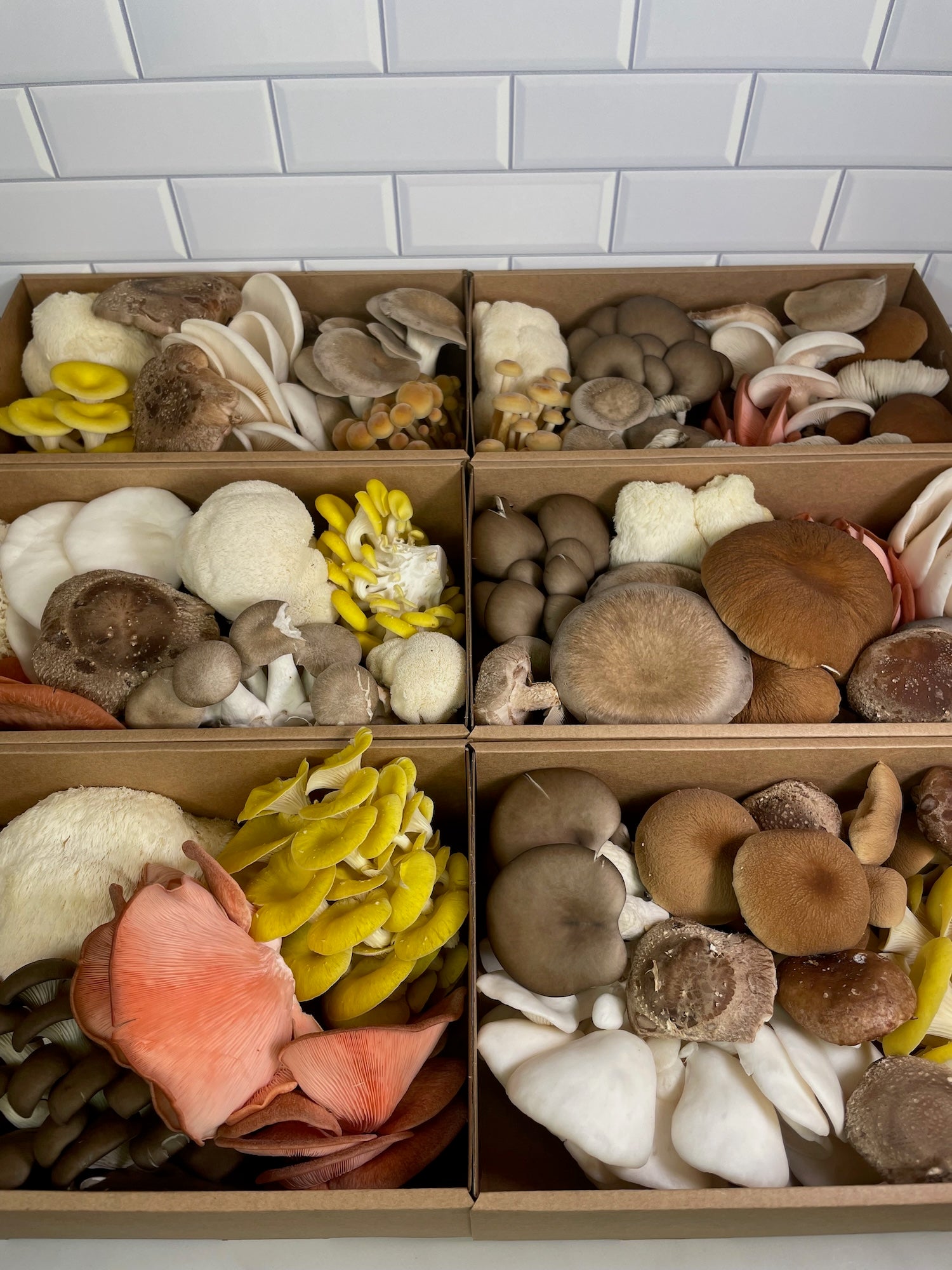 Large boxes of gourmet mushroom medley