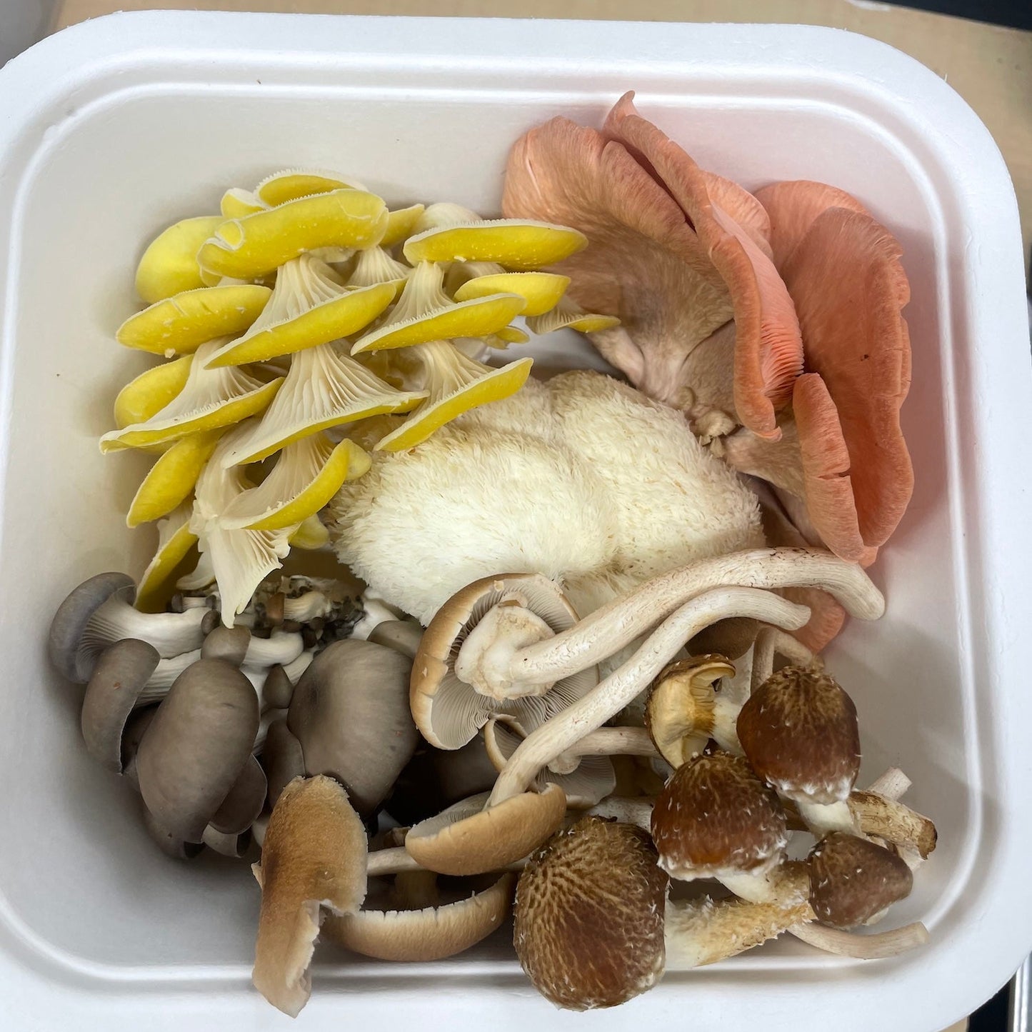 Exotic Mix of Gourmet Mushrooms