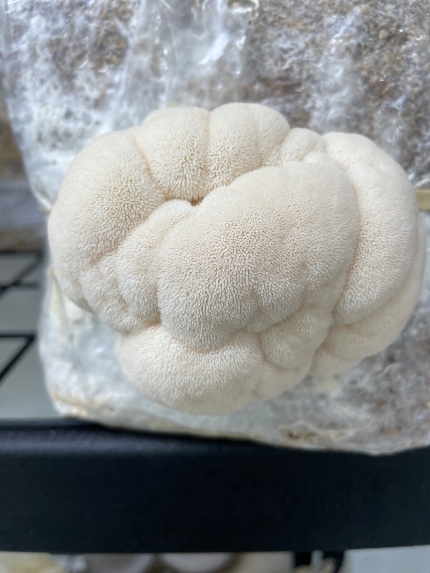 Lion's Mane Mushrooms - Kai Kai Farm