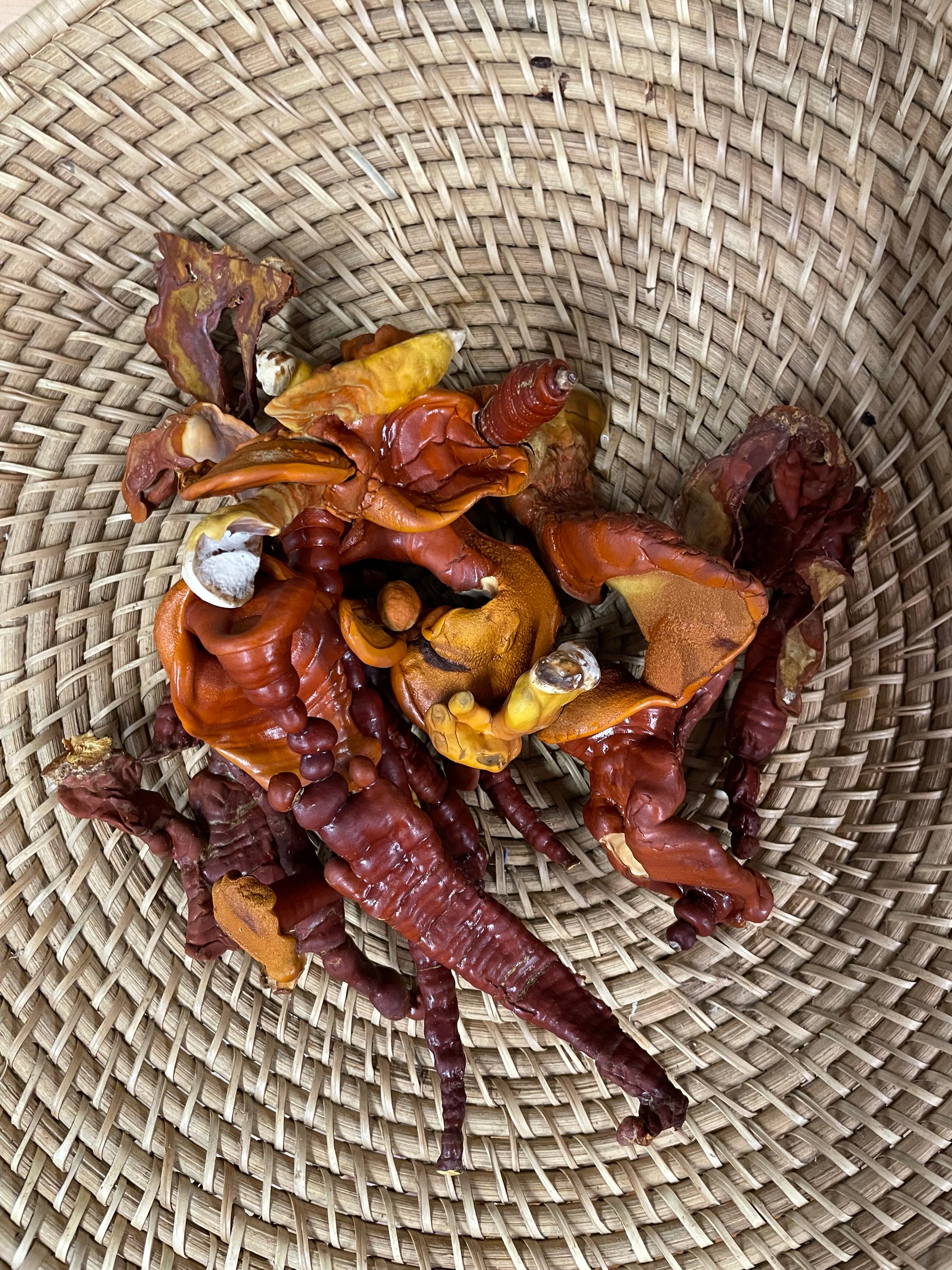 Reishi Mushrooms - Kai Kai Farm