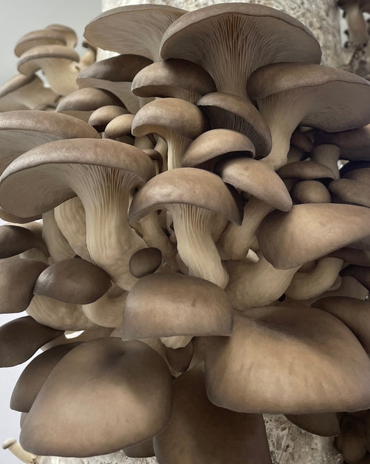 Oyster Mushrooms - Kai Kai Farm