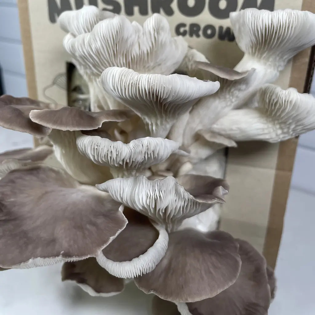 Close-up of Italian oyster mushrooms with a mushroom grow kit in the background.