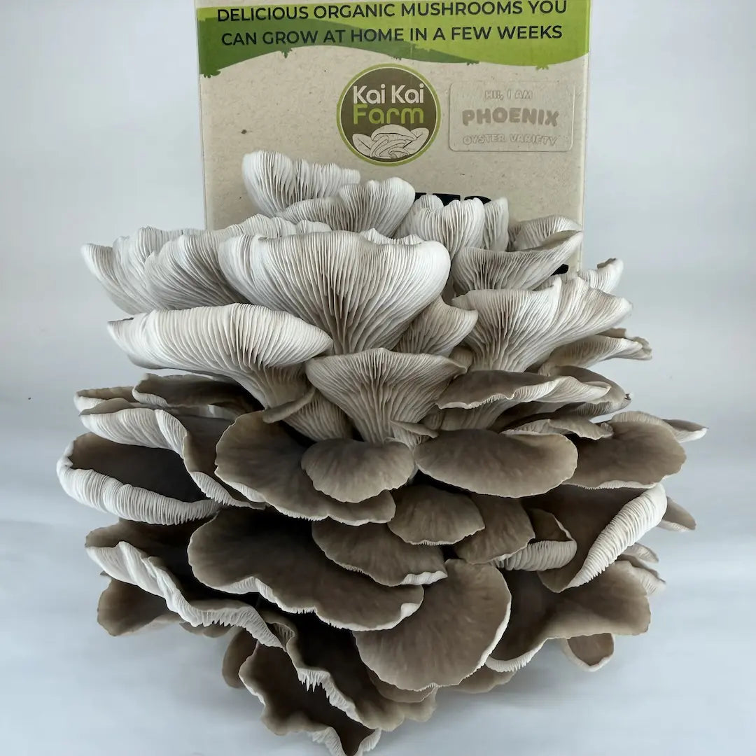 Italian oyster organic mushrooms in front of a 'Kai Kai Farm' branded box