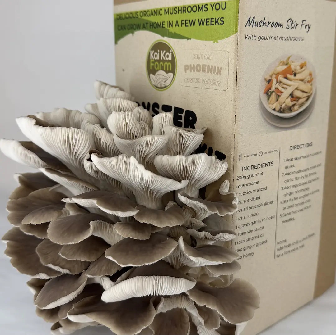 Close-up of Italian oyster mushrooms with a mushroom grow kit in the background.
