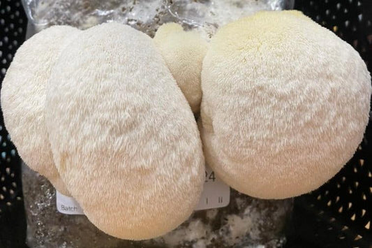 Image of Lion's Mane Mushroom fruiting, ready to harvest and enjoy