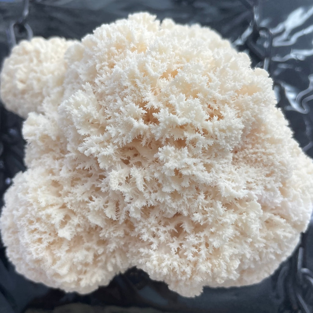 Commercial Mushroom Grow Blocks