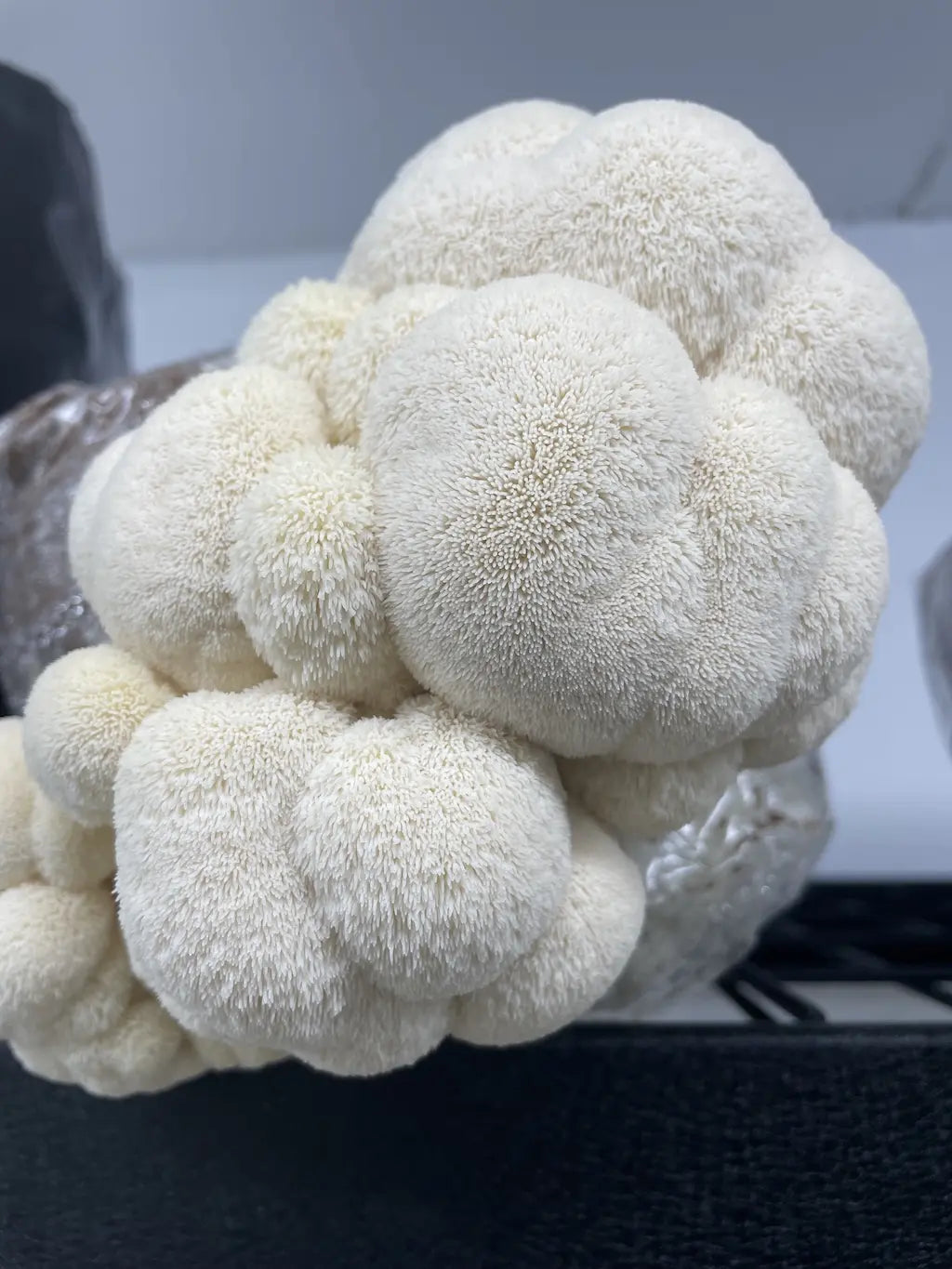 Lion's Mane Grow Kit Fruiting