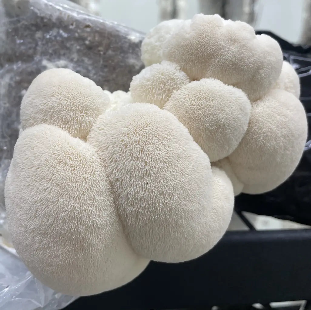 Lion's Mane Mushroom Kit Fruiting