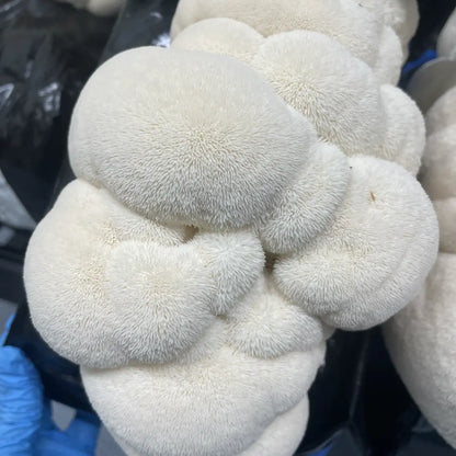 Lion's Mane Mushroom 'Pom Pom' - 2.2KG Ready To Fruit Block