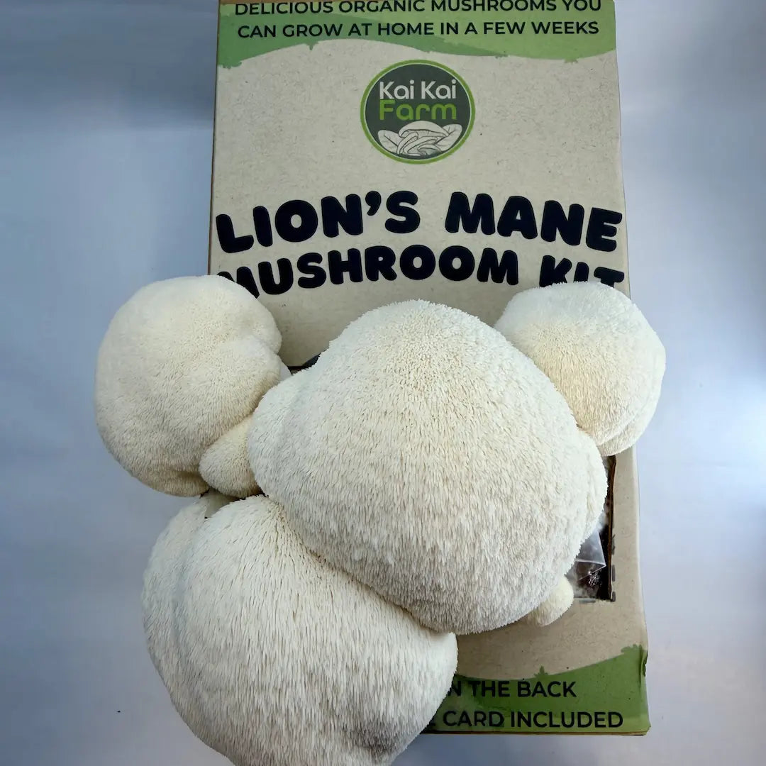 Lion's Mane 'Pom Pom' Organic Mushroom Grow Kit