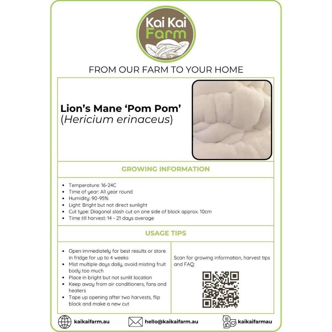 Lion's Mane Mushroom 'Pom Pom' - 2.2KG Ready To Fruit Block