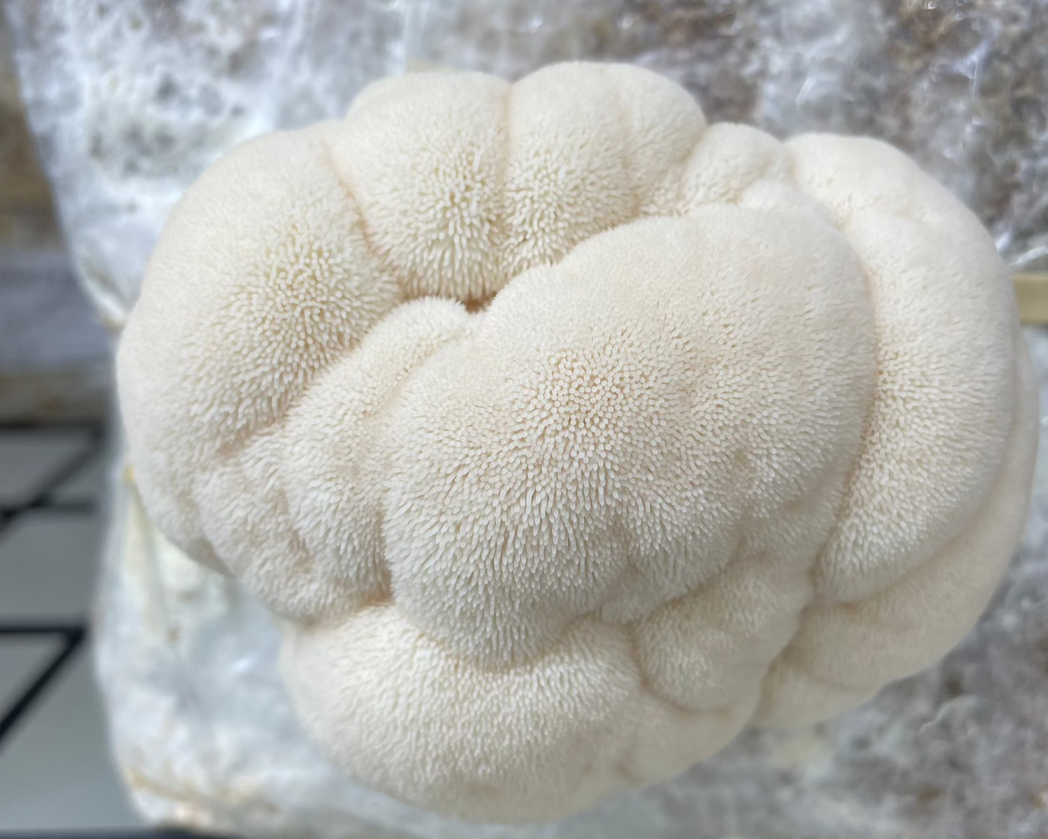 Lion's Mane Mushrooms - Kai Kai Farm