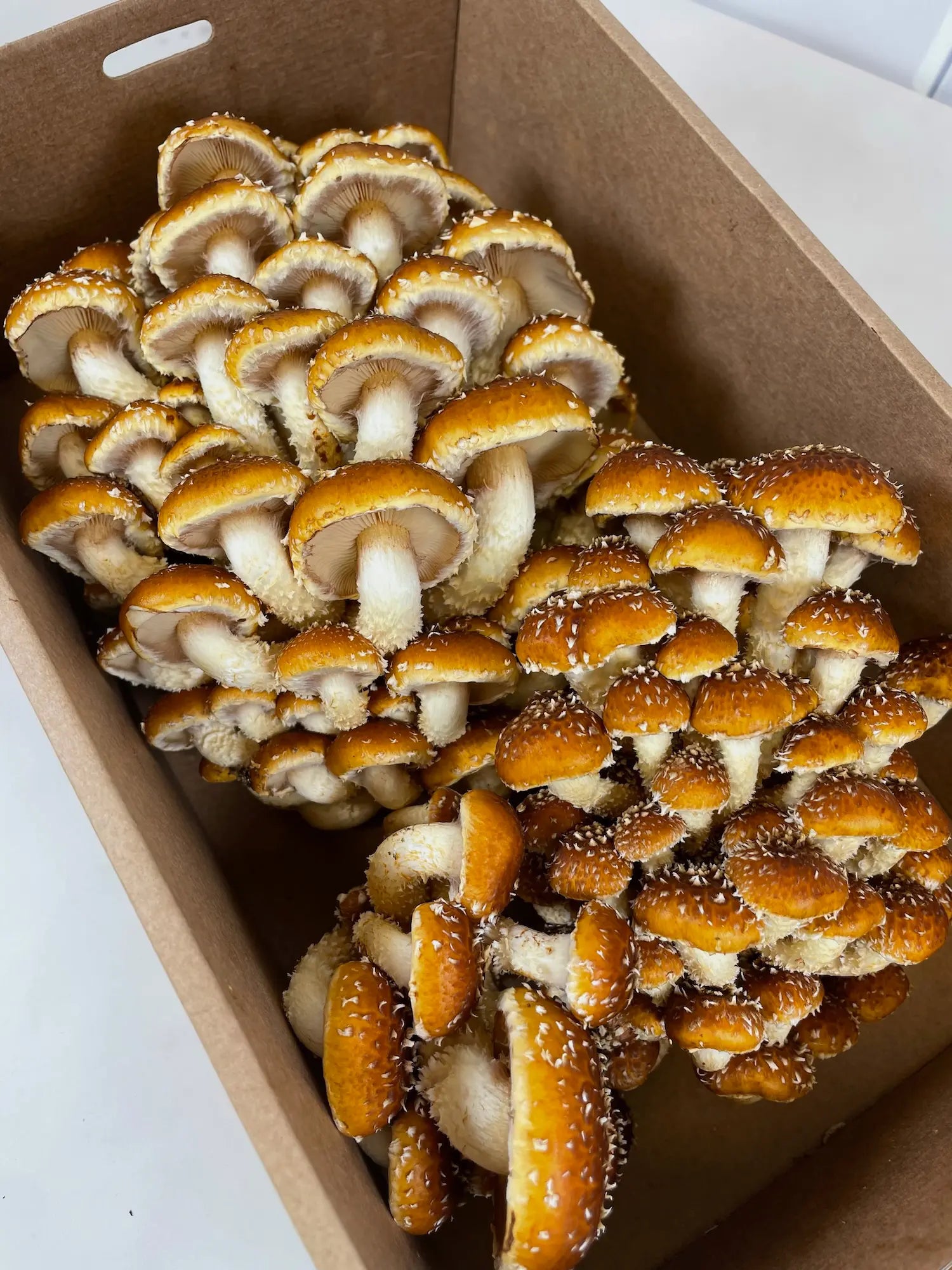 Medium Size Box Of Fresh Chestnut Mushrooms