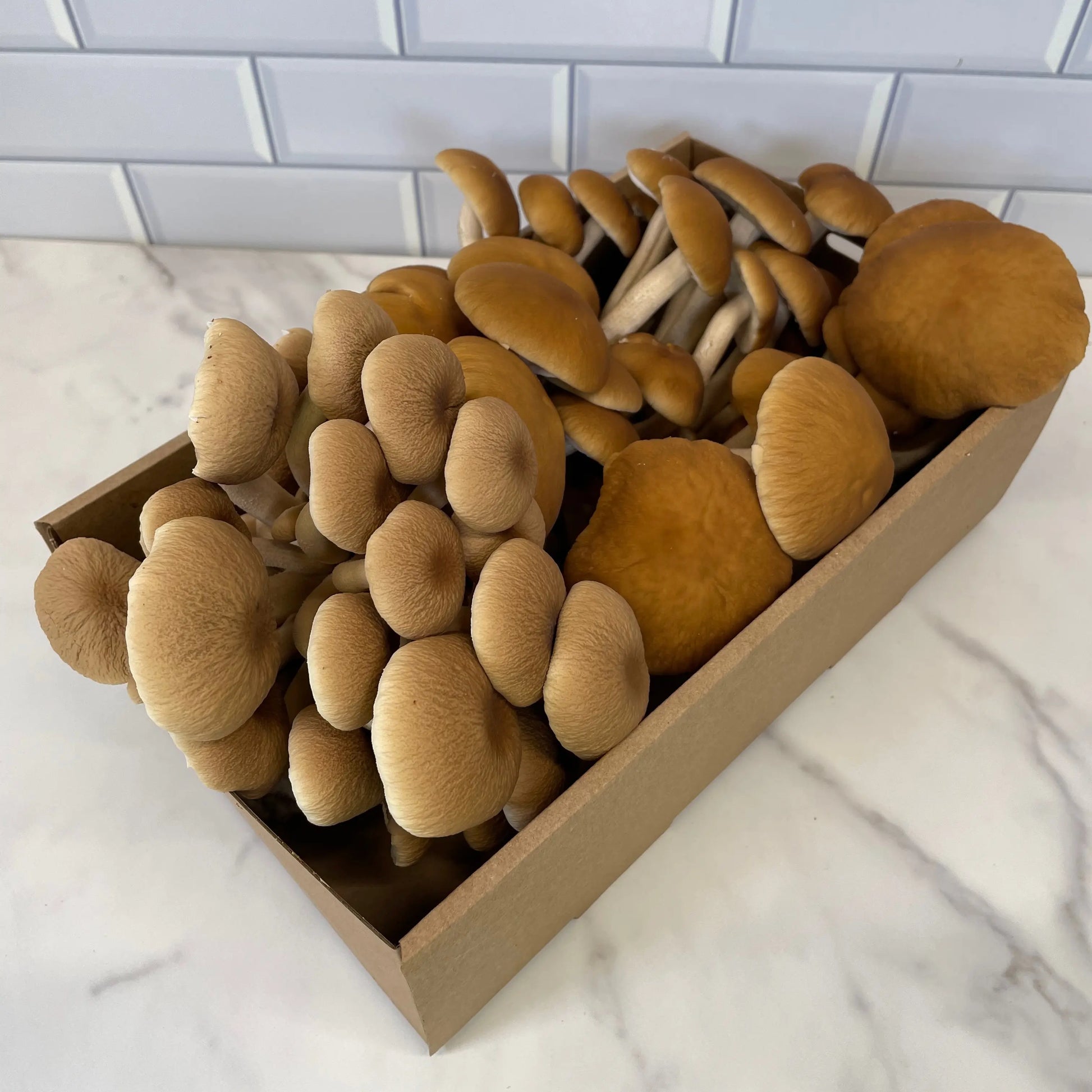 Medium Size Box Of Fresh Pioppino Mushrooms