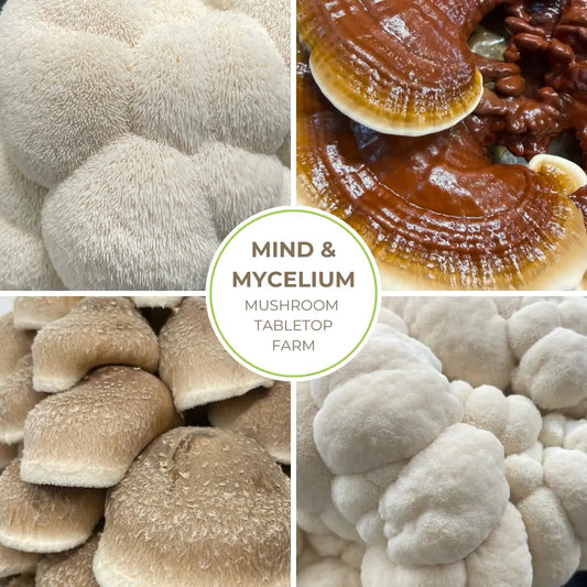 Mind & Mycelium Tabletop Mushroom Farm Hero Image