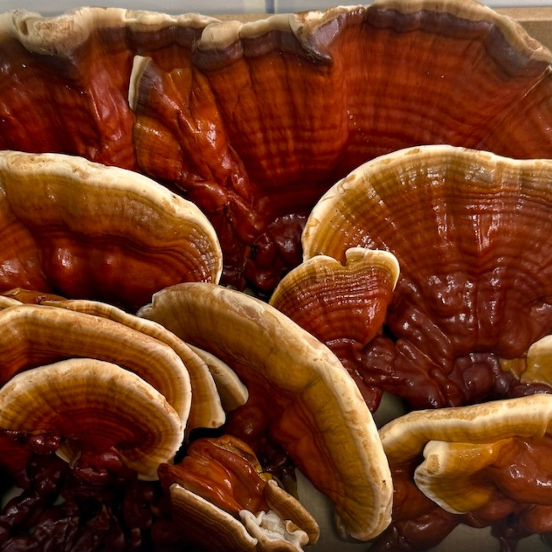 Mind & Mycelium Tabletop Mushroom Farm