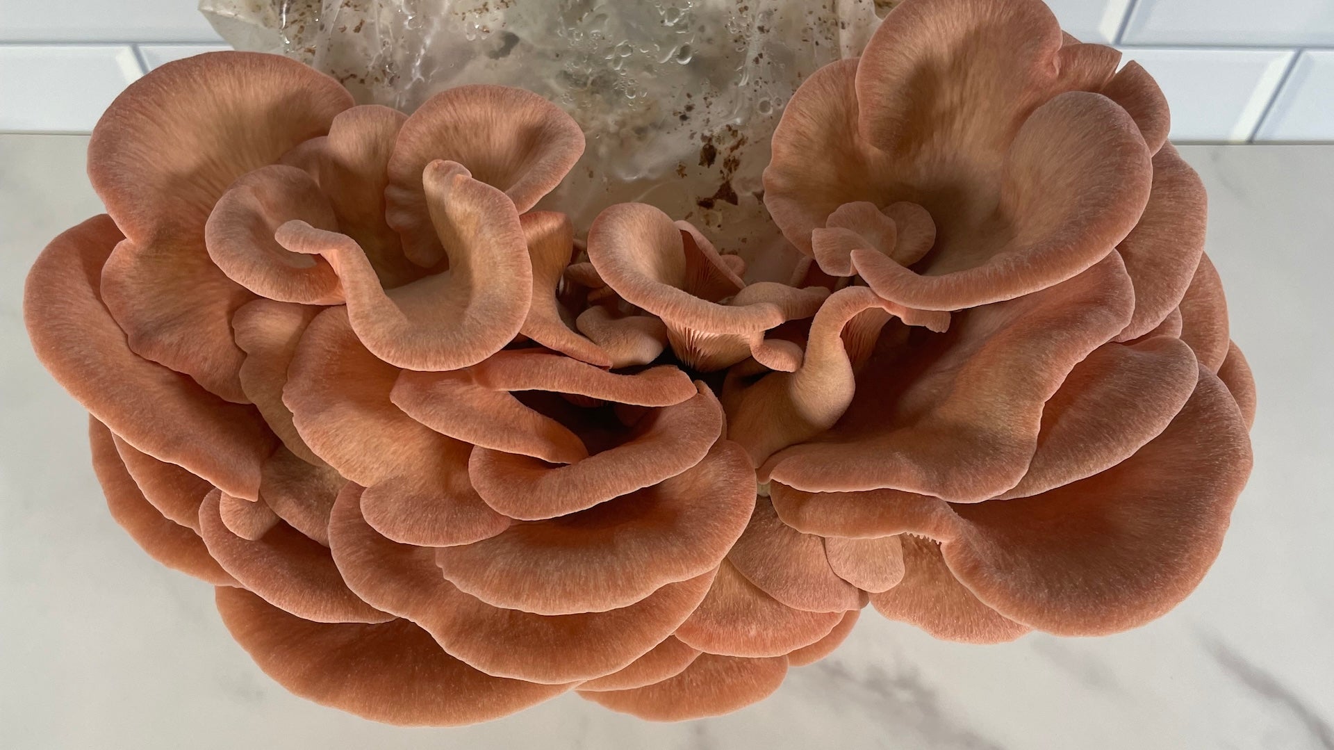 Kai Kai Farm's Mushroom Kit Collection