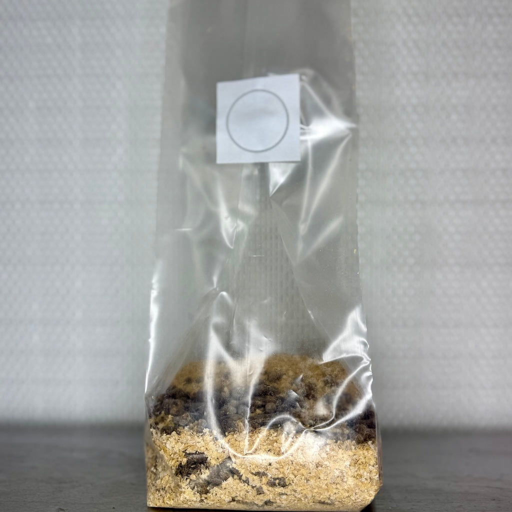 All In One Mushroom Substrate Fruiting Bags - 1.4KG Finish Weight Kai Kai Farm