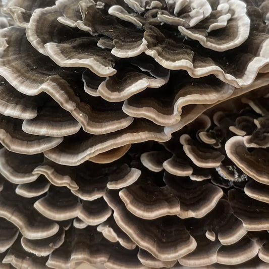 Organic Turkey Tail Mushrooms Kai Kai Farm