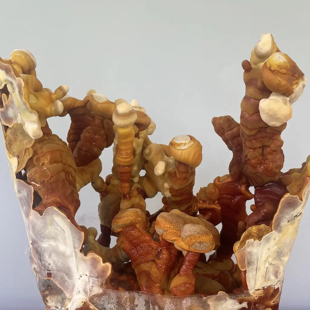 Organic Reishi antlers ready to harvest and turn into tea or tinctures