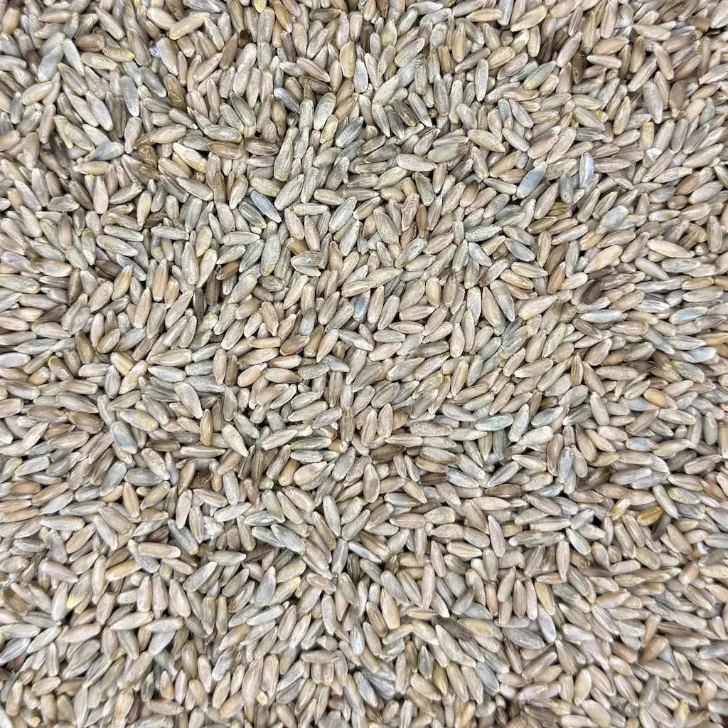 Organic Rye Grain Kai Kai Farm