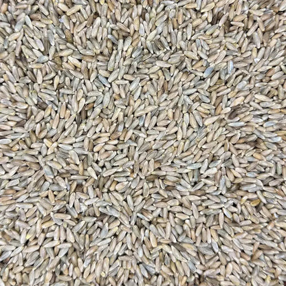 Organic Rye Berries for Mushroom Grain Spawn — Bulk Pricing Available Kai Kai Farm
