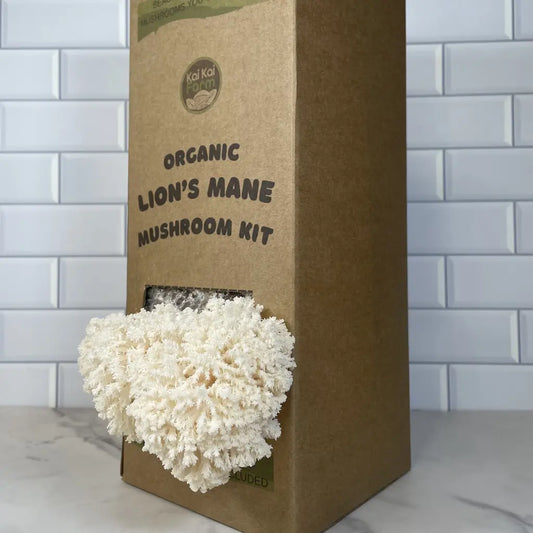 Lion's Mane Snowflake or Coraltooth Mushroom Grow Kit Fruiting