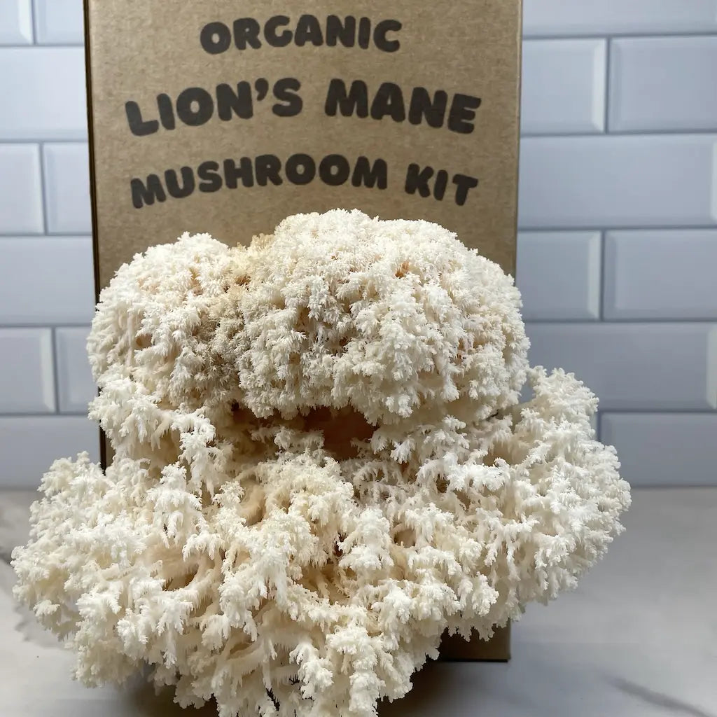 Mushroom kit labeled 'Organic Lion's Mane Mushroom Kit' on a white surface with a tiled wall background.