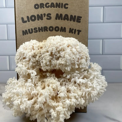 Mushroom kit labeled 'Organic Lion's Mane Mushroom Kit' on a white surface with a tiled wall background.