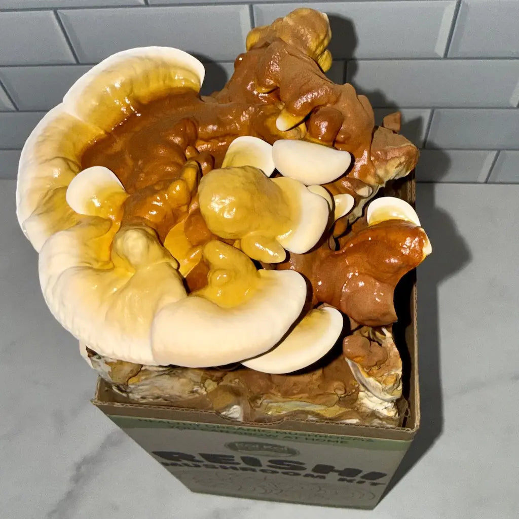 Kai Kai Farm's Organic Reishi mushroom kit with mushrooms growing out of the box