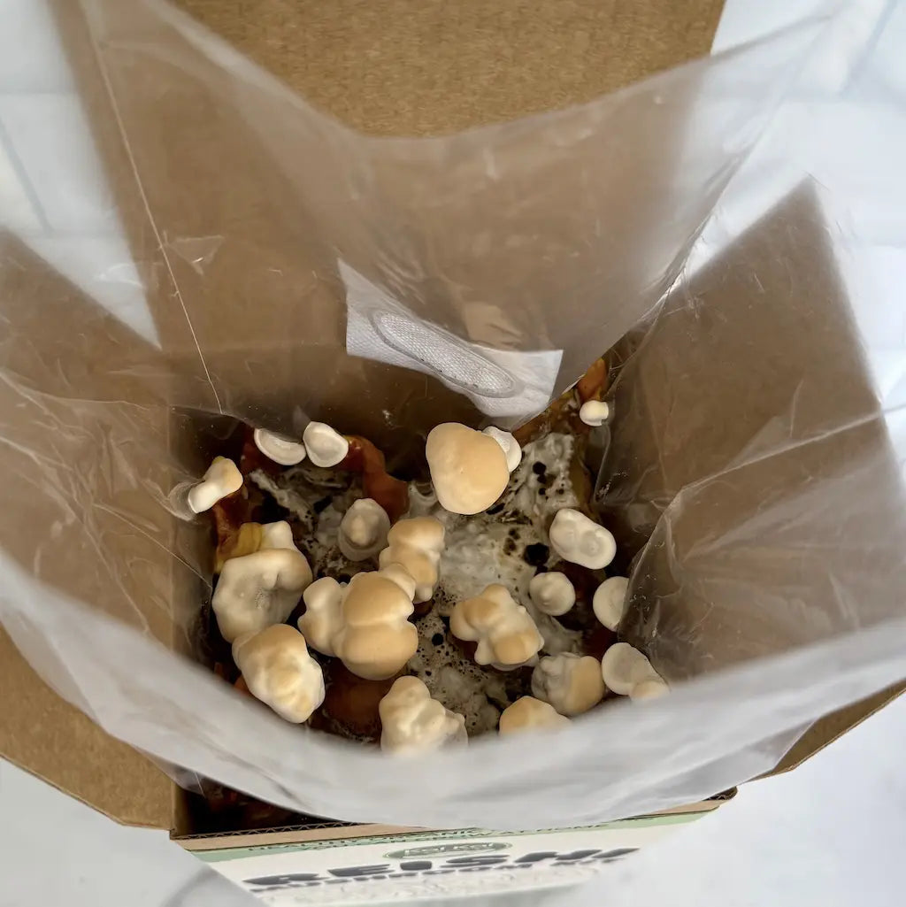 Organic Resihi pinning in a grow kit and about to form into antlers