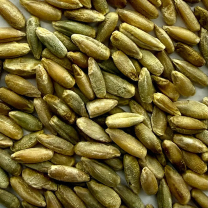 Close Up Of Organic Rye Grain