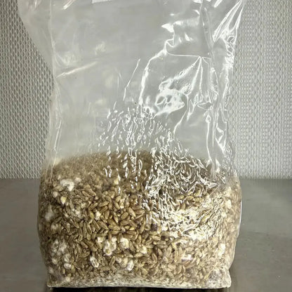 Organic Rye Grain Mushroom Grain Spawn Substrate Bag