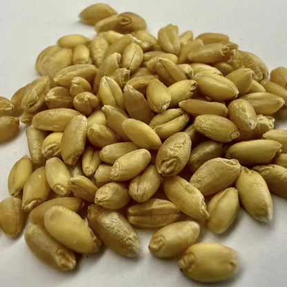 Organic Wheat Grain For Mushroom Substrate Close Up