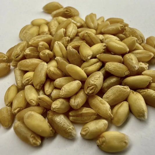 Organic Wheat Grain For Mushroom Substrate Close Up