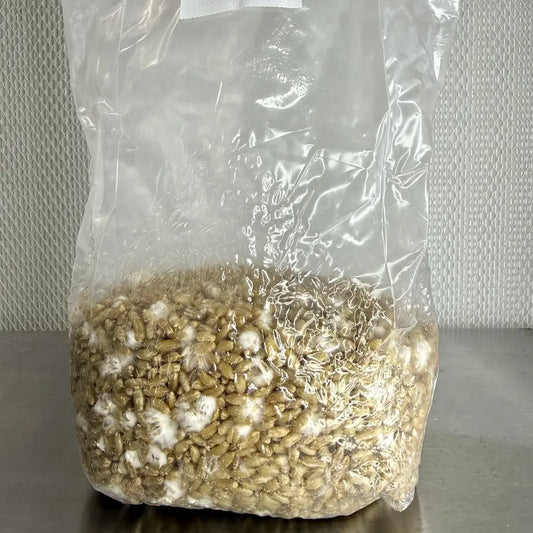 Organic Wheat Grain Mushroom Grain Spawn Substrate Bag