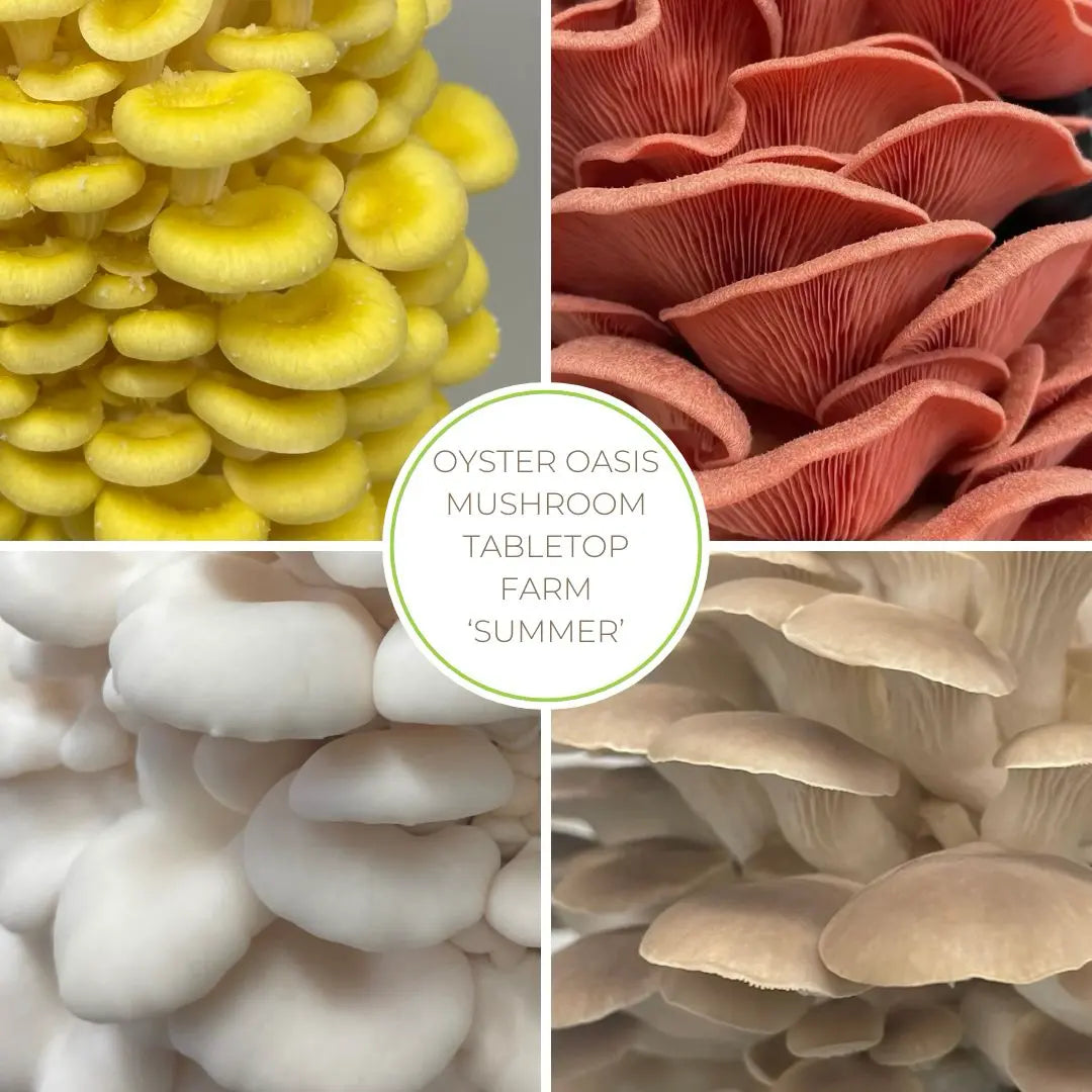 Oyster Oasis Tabletop Mushroom Farm Hero Image