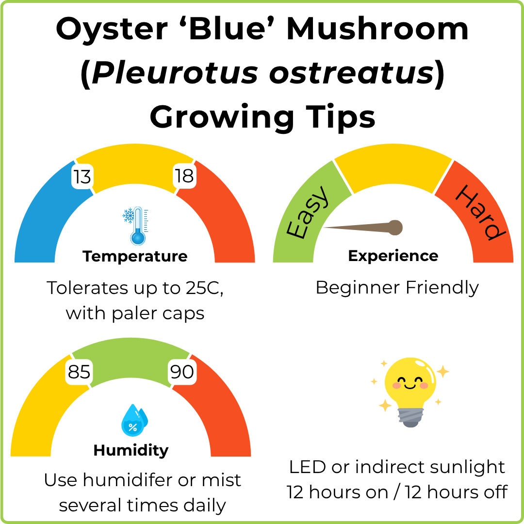 An infographic titled 'Oyster 'Blue' Mushroom (Pleurotus ostreatus) Growing Tips' with three colored gauges showing temperature (13-18), experience (Easy to Hard), and humidity (85-90), plus a small lightbulb icon and text about indirect sunlight.