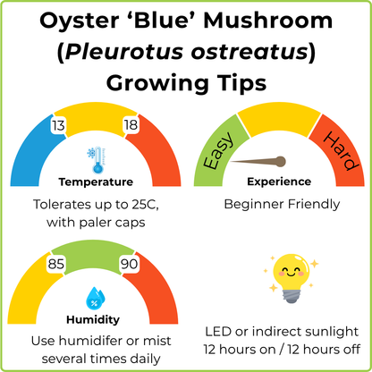 An infographic titled 'Oyster 'Blue' Mushroom (Pleurotus ostreatus) Growing Tips' with three colored gauges showing temperature (13-18), experience (Easy to Hard), and humidity (85-90), plus a small lightbulb icon and text about indirect sunlight.