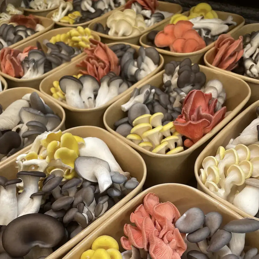 Oyster Mushroom Medley Kai Kai Farm