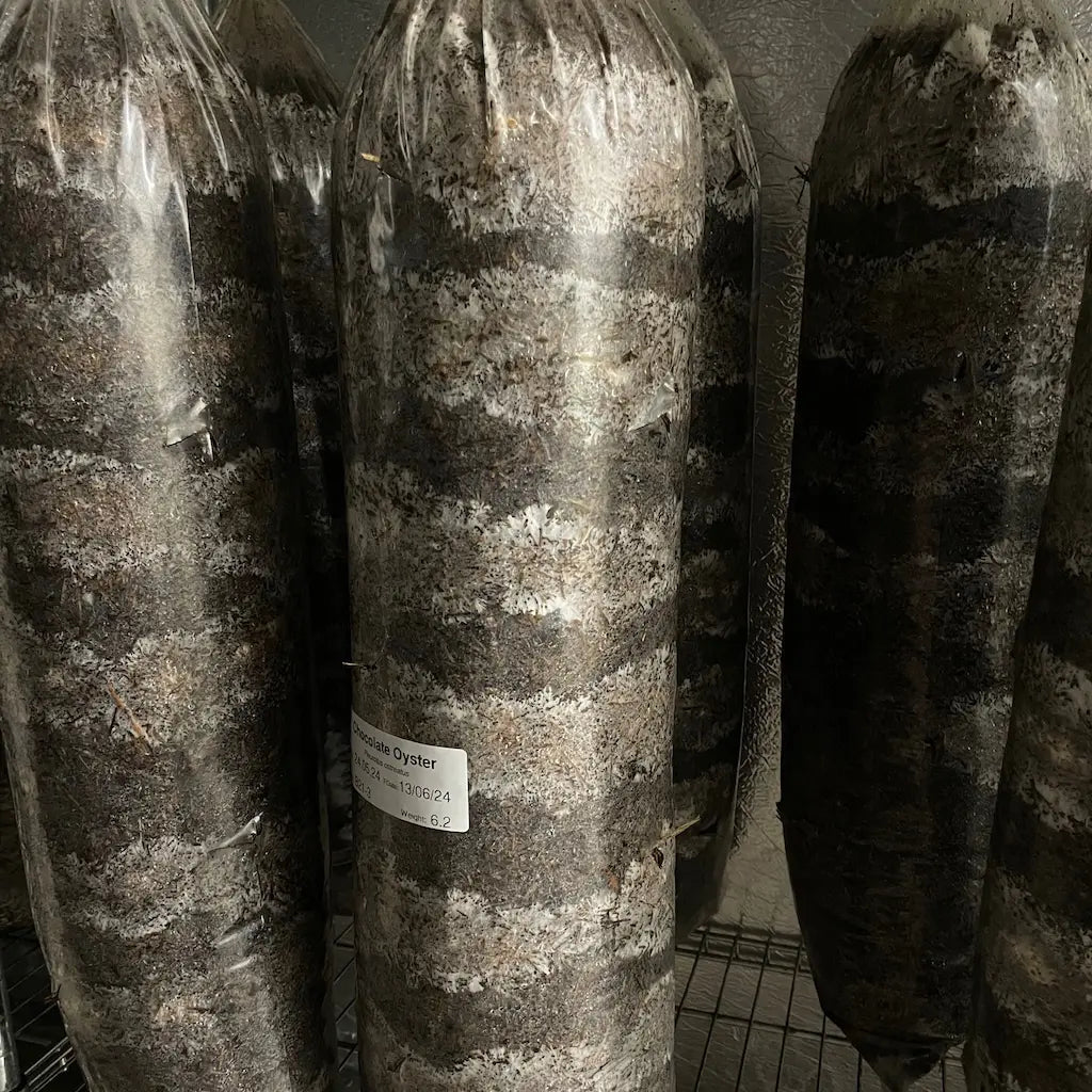 Oyster Mushrooms Half Way Through Incubation In Grow Column Bags