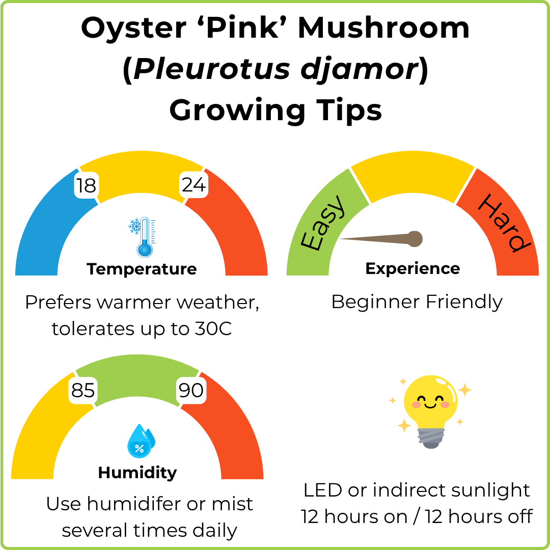 An infographic titled 'Oyster 'Pink' Mushroom (Pleurotus djamor) Growing Tips' with four colored semi-circular gauges showing optimal temperature (18-24), experience level (Easy to Hard), humidity (85-90), and lighting, plus a small lightbulb icon.