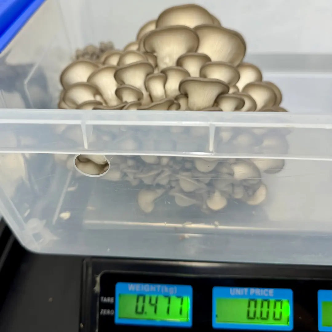 First Flush Harvest Weight - 477g For a Pearl Oyster Ready To Fruit Block